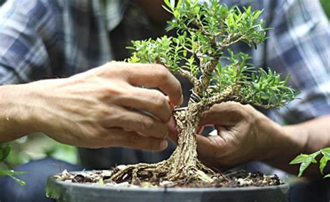  Bonsai: Une Ode à la Patience et au Microcosme Vivant